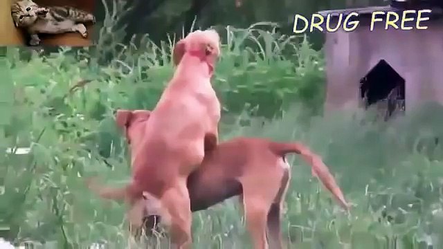 животное спаривание 2015 смешное видео Смешные животные 42