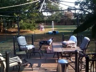 Crazy house full of dogs