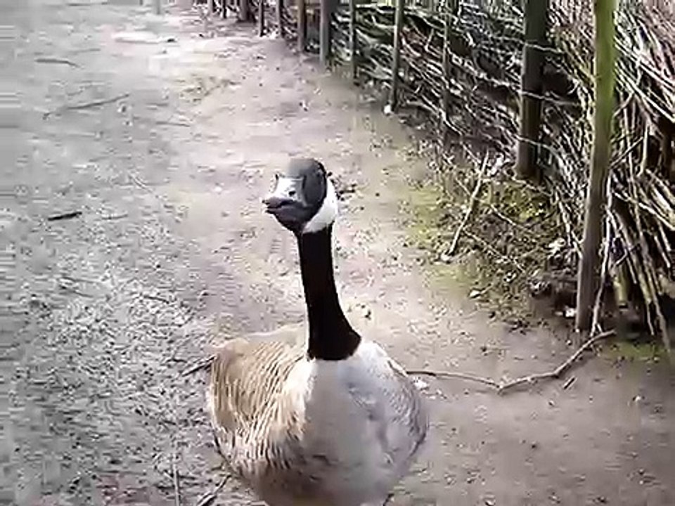 Canada goose honking