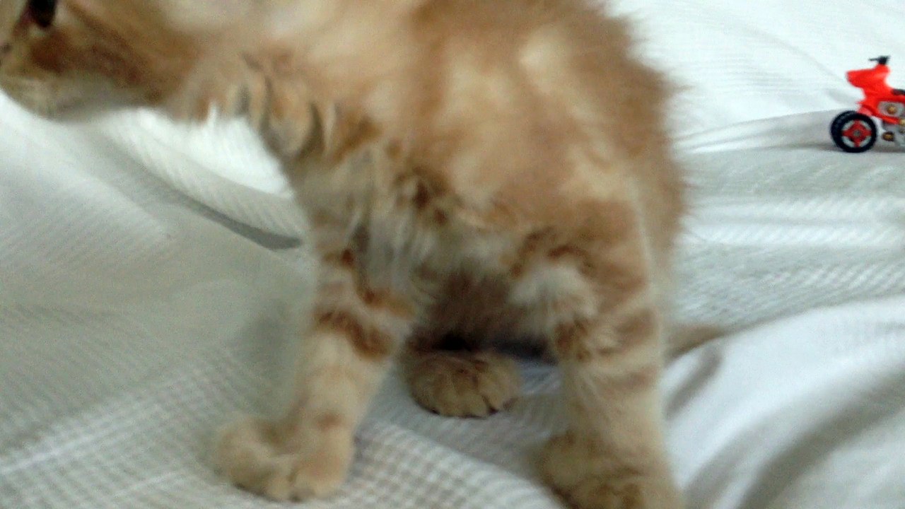 Léon