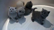 British Shorthair kittens playing