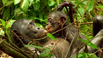Bande-annonce : Bonobos (HD)