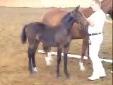 Hanoverian stallion Raffaello's First Filly