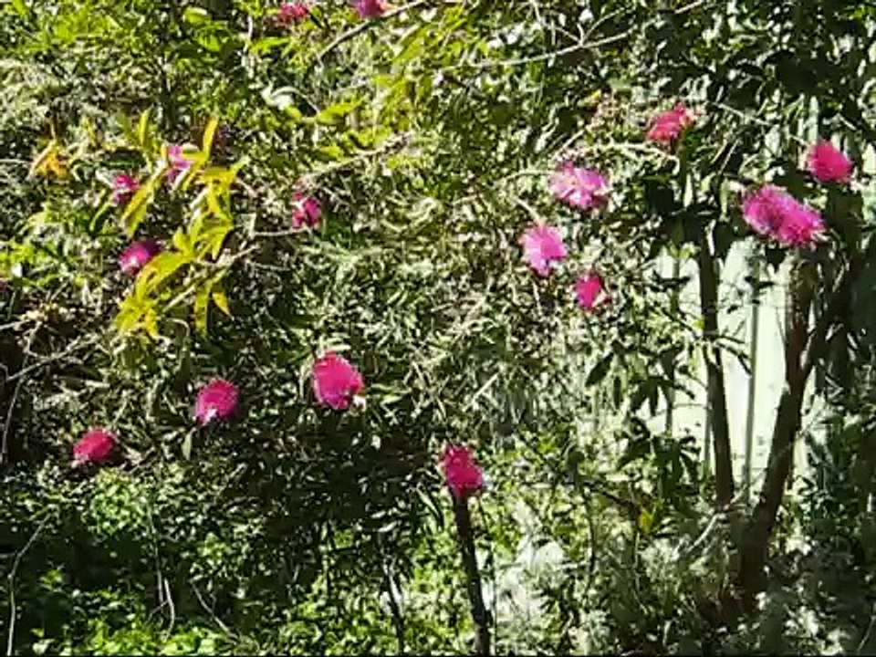 My Bottlebrush Tree
