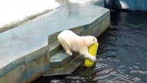【Polar Bear MILK】ホッキョクグマ　ミルク　ガス管に顔を突っ込んで遊ぶ