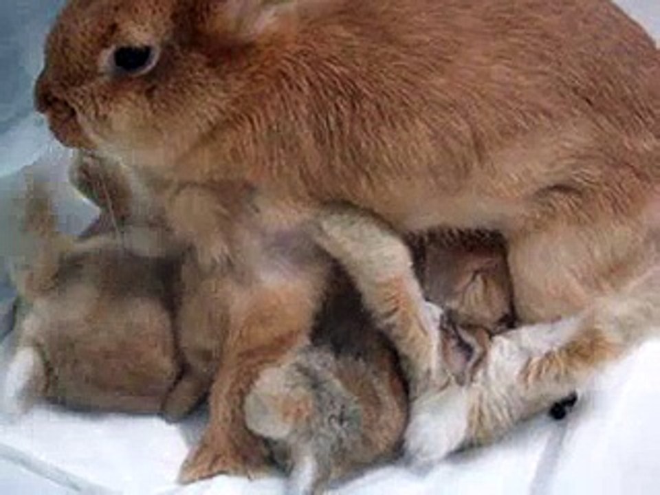 coelhos mamando...