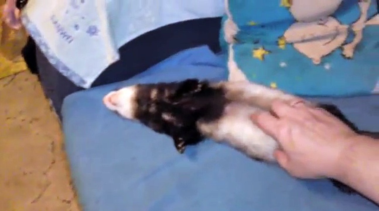 Śpiąca fretka (sleeping ferret)
