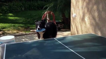 Table Tennis Skills Of Dog