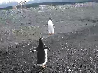 PINGUINOS DE USHUAIA ARGENTINA