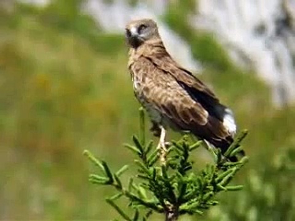 Short-toed Eagle