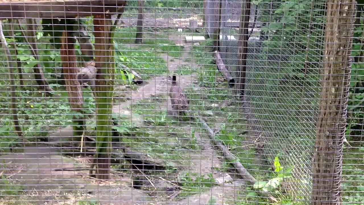 Chat de Geoffroy, Parc des Félins