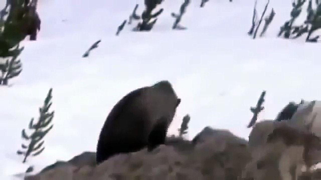 Full Documentaries Bears vs Wolves Discovery Channel Animals, National Geographic Wild HQ