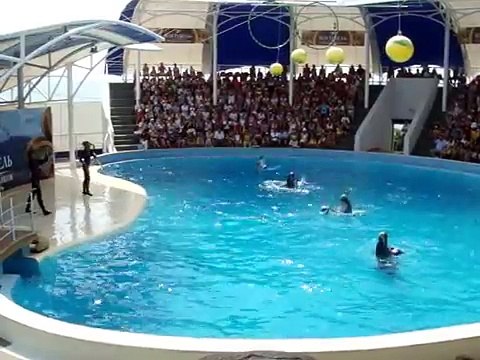 Дельфинарий. Коктебель.Выступление дельфинов Dolphinarium. Koktebel.The dolphin show