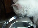 Cat Water Fountain