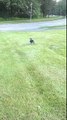 Amazing dog finds her lost baby