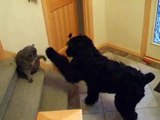 Black Russian Terrier and Cat