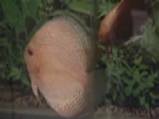 Repro Albinos