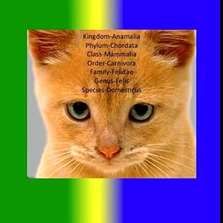 The 7 Levels of Classification