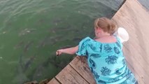 Balık Yemlerken Az Kalsın Kolu Kaptıran Kadın