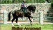 Black PSL Stallion in Mexico for Sale WWW.PRE-IMPORTS.COM