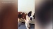 Exposed  St Bernards dogs' 'miserable' living conditions