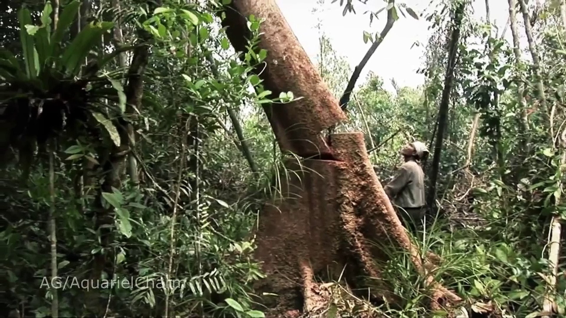 EXPOSED: Procter & Gamble's HIDDEN Orangutan Legacy (Greenpeace)