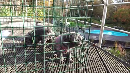 sharpei puppies 4.5 weeks old