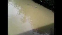 Une vidéo d’un chat jeté aux crocodiles horrifie la Toile