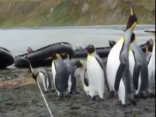 Penguenlerin İple İmtihanı