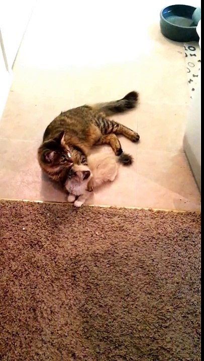 Elmer gives Kitten bath fun time