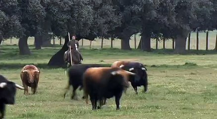 Ginetta Spanish horse riding