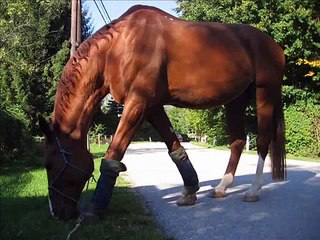 2 Pferde, 2 Kinder, eine Frau