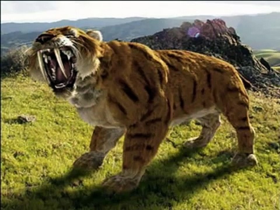 Saber-Tooth-Tiger's