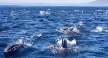 Boaters Witness Spectacular Pod of Dolphins Chasing Fish