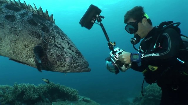 World Holiday Tour 3 Australia clip 2 Cairns and Great Barrier Reef - Australia
