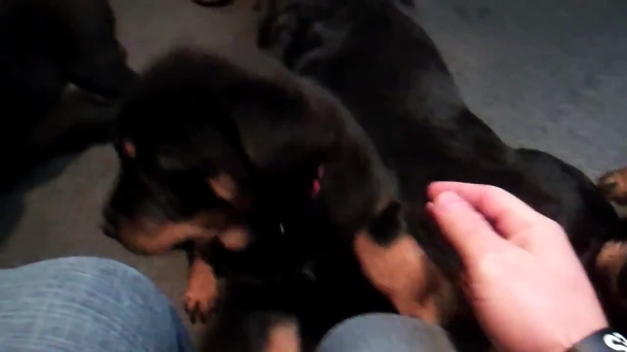 Rottweiler Puppies (7 Weeks Old)