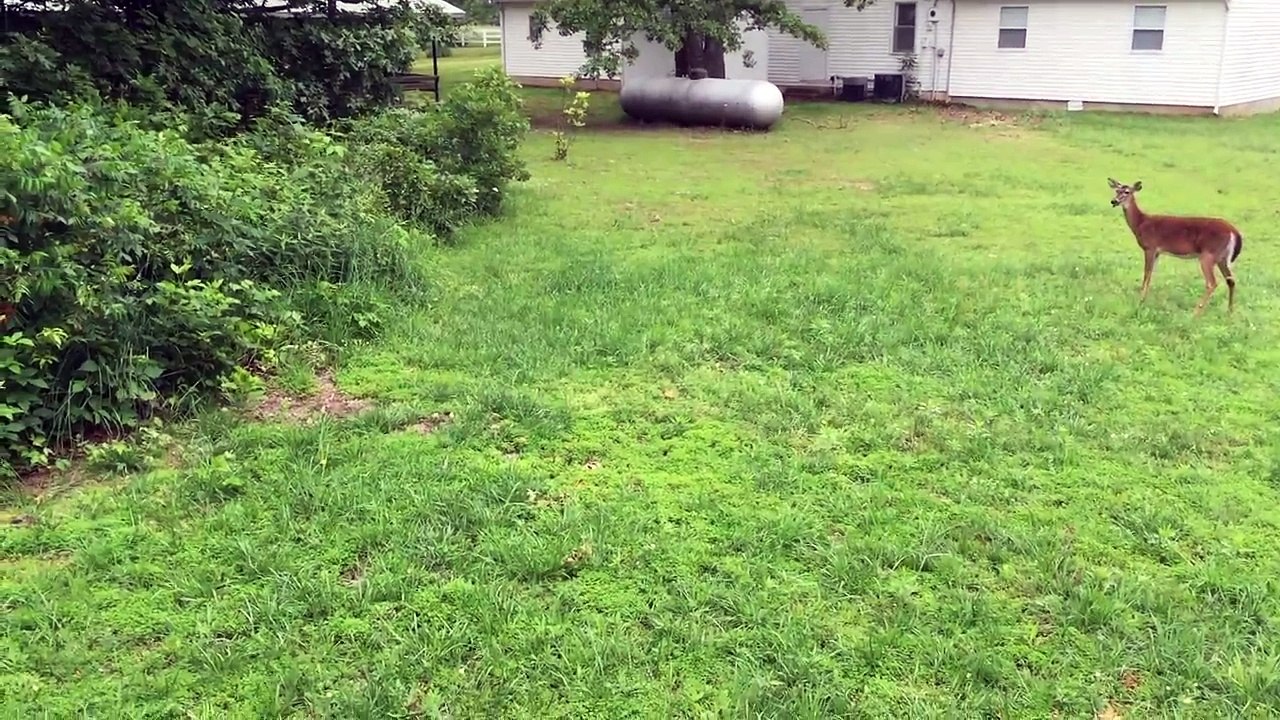 Deer Chase