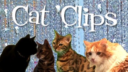 The Double Claw -- Cat Clips #109