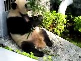Panda Eating Bamboo