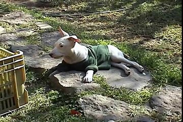 Mi perrita Coco
