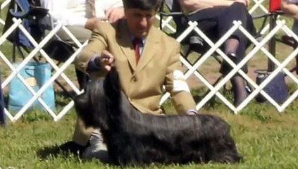 Boz - Skye Terrier