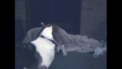 Heidi Plays with Charlie