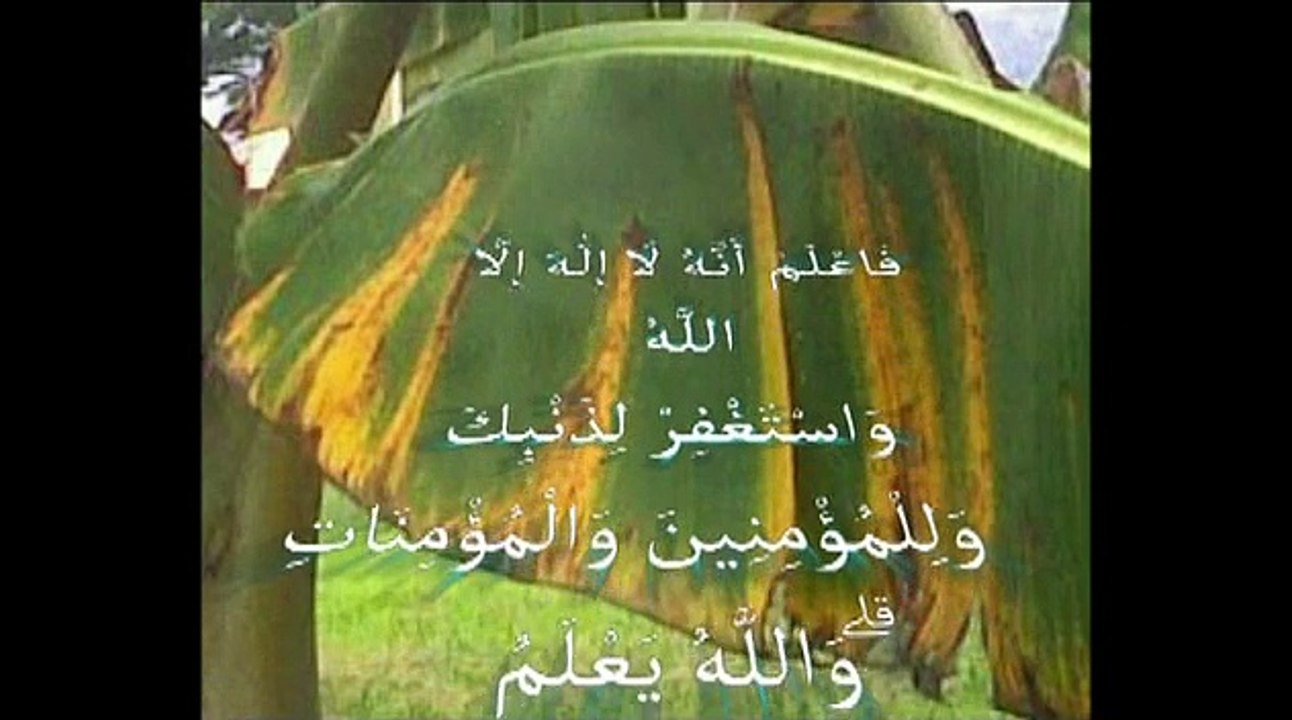 Creations of Allah  معجزة الله في خلق الكون