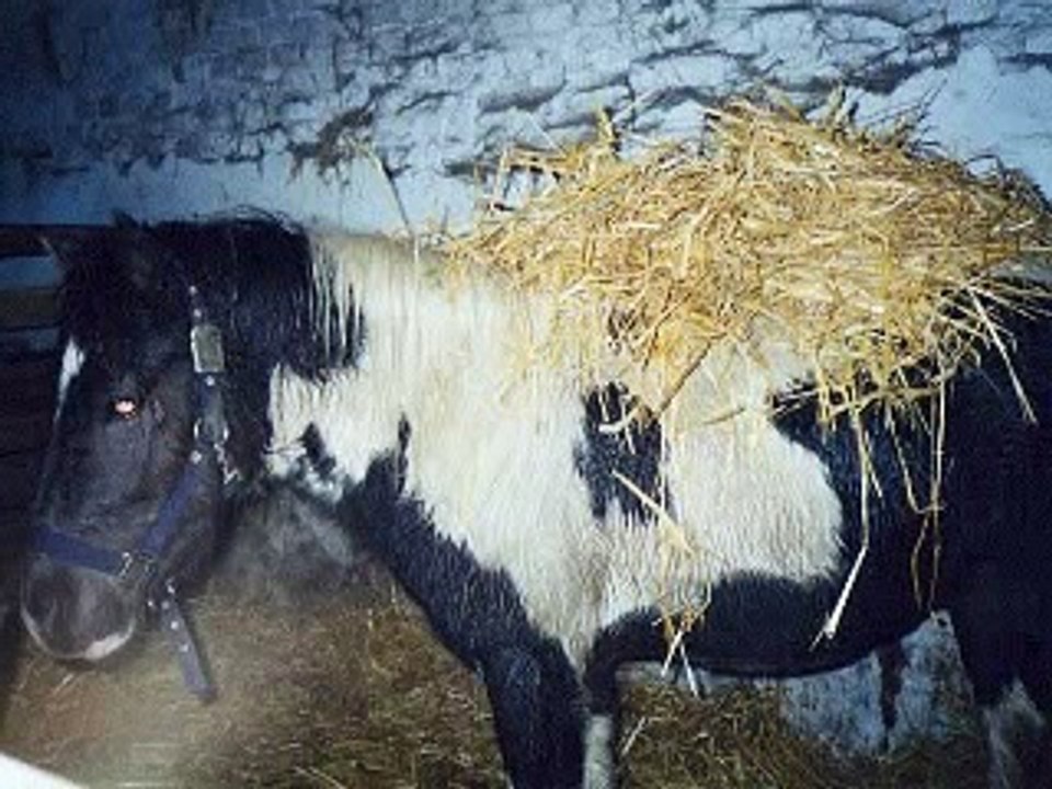 Für mein Fallada aka Falli aka Dicker