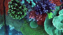 120 Gallon Reef Tank Coral - GoPro Hero 3 Underwater Camera