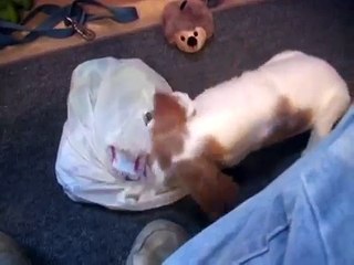 Jenny: A Bird Dog's Story