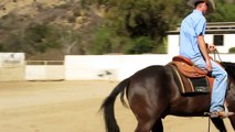 Orange County Reining Horse For Sale