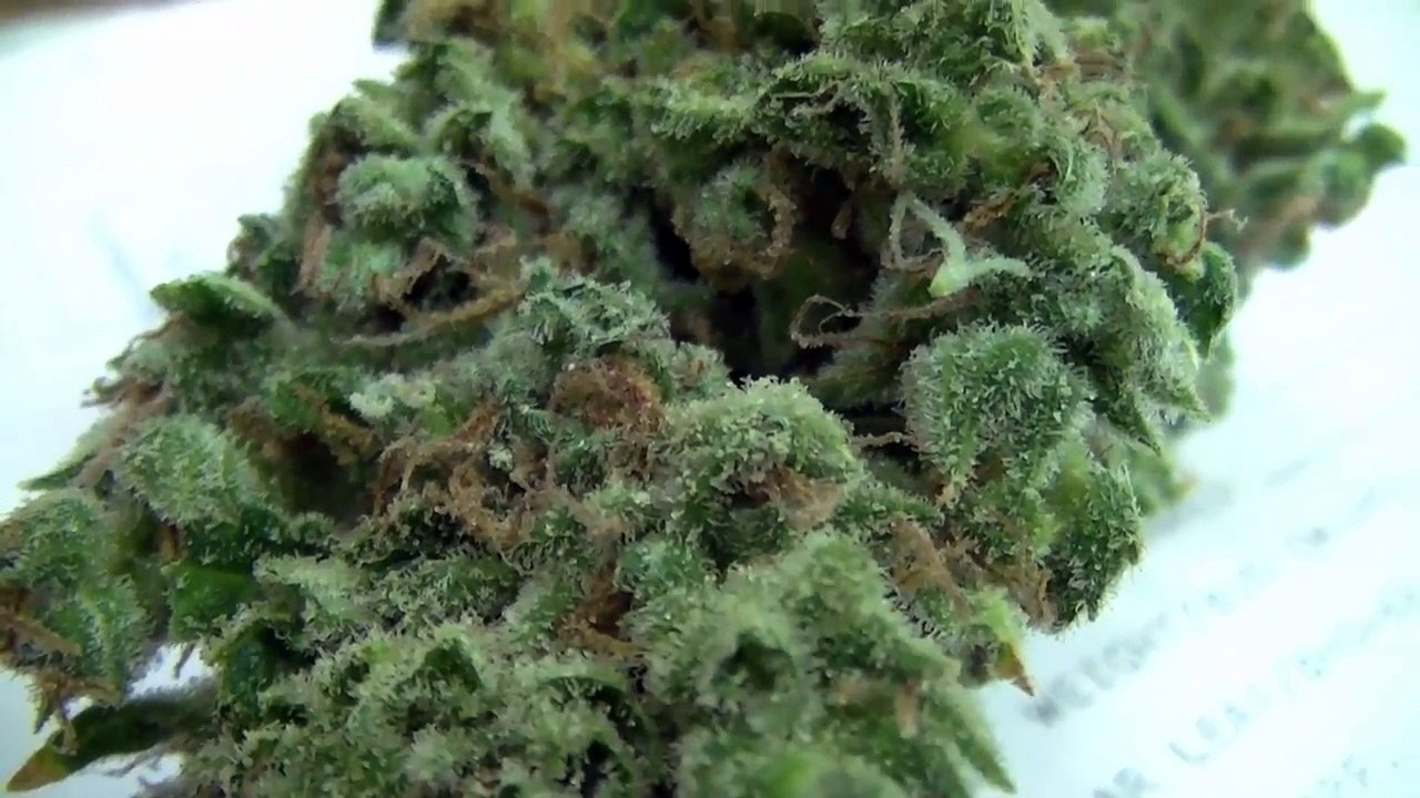Fresh cut Medical Marijuana