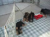 SILKY TERRIER FEMALE PUPPIES READY TO GO  2012