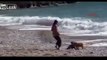 كلب يتحول إلى بطل بعد منعه رضيعا من الغرق فيديو رائع جدااا وفاء الكلب 2013